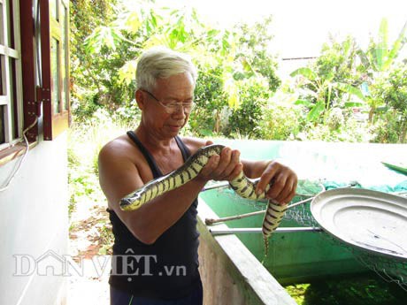 Bên hông nhà, ông Ngô Hữu Phước làm bể nuôi 30 cặp rắn ri voi. Ông cho biết, nuôi rắn ri voi không khác gì so với nuôi cá kiểng.