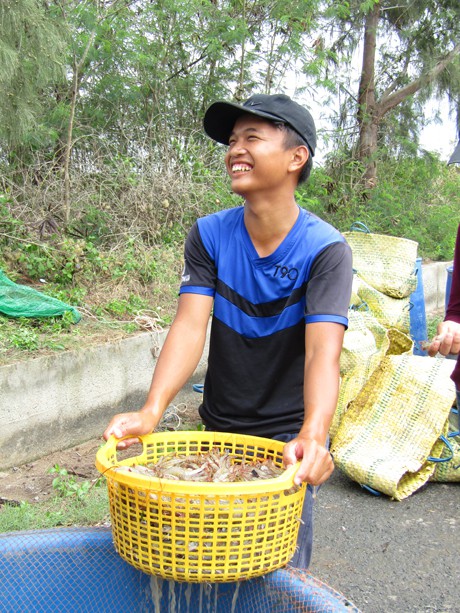 Thu hoạch tôm để xuất bán cho thương lái tại gia đình anh Châu Văn Sol.