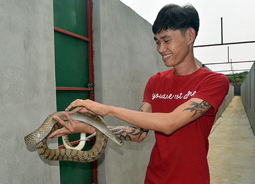 Anh Nguyễn Tuấn Phong chơi rất thân thiện với con 1 rắn​ ráo trâu khủng