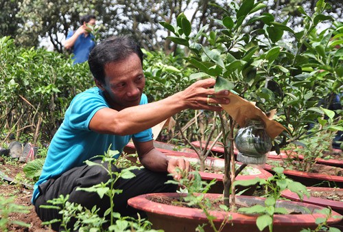 Ông Ngô Văn Sơn chăm sóc chậu bưởi bon sai. Ảnh: Hoàng Anh