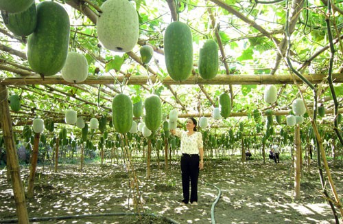 Bí xanh thơm-cây trồng đặc sản của nông dân xã Địa Linh, huyện Ba Bể (Bắc Kạn)  Ảnh: N.N