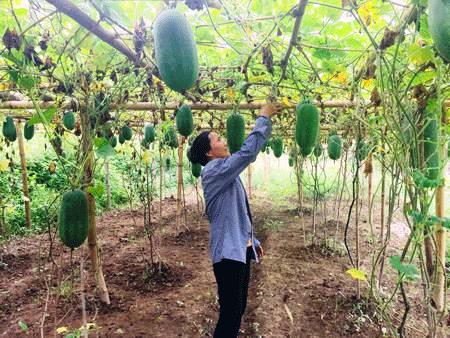 Người dân thôn Nà Lìn, xã Địa Linh (Ba Bể) chăm sóc bí xanh thơm.