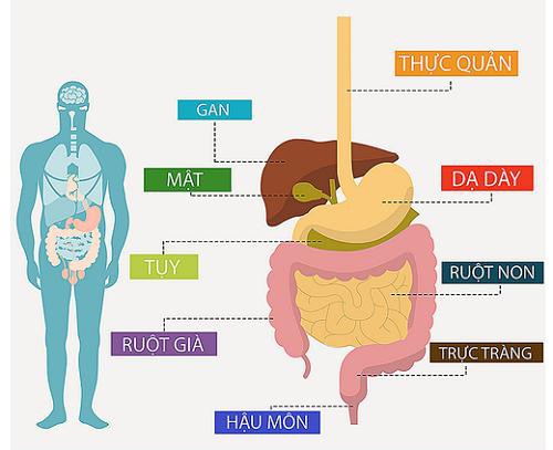Ung thư đường tiêu hóa – một trong những căn bệnh nguy hiểm (Nguồn ảnh: sưu tầm)
