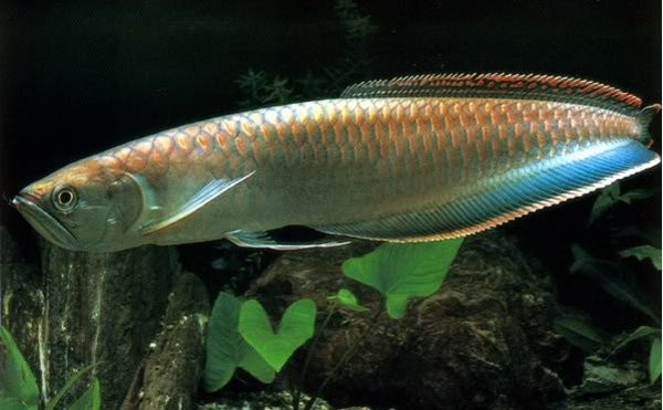 Cá hắc long hơi nhỏ hơn cá ngân long, chúng có kích thước tối đa 1m.