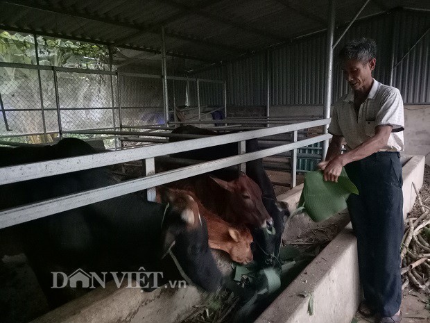 Với trang trại nu&ocirc;i b&ograve; nhốt chuồng, cựu chiến binh Nguyễn Văn Cuốc, bản Quyết Tiến, x&atilde; N&agrave; Nghịu l&agrave; tấm gương điển h&igrave;nh để b&agrave; con trong v&ugrave;ng học hỏi kinh nghiệm, từng bước vươn l&ecirc;n tho&aacute;t ngh&egrave;o.
