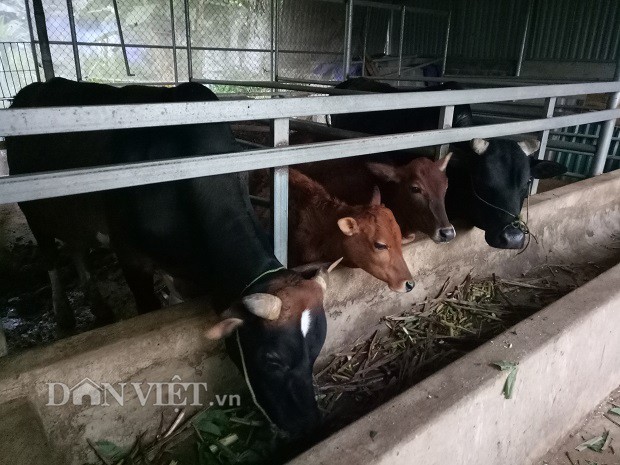 Nhờ nắm được b&iacute; quyết chọn giống n&ecirc;n đ&agrave;n b&ograve; nh&agrave; &ocirc;ng Cuốc con n&agrave;o con nấy đều to b&eacute;o, khỏe mạnh