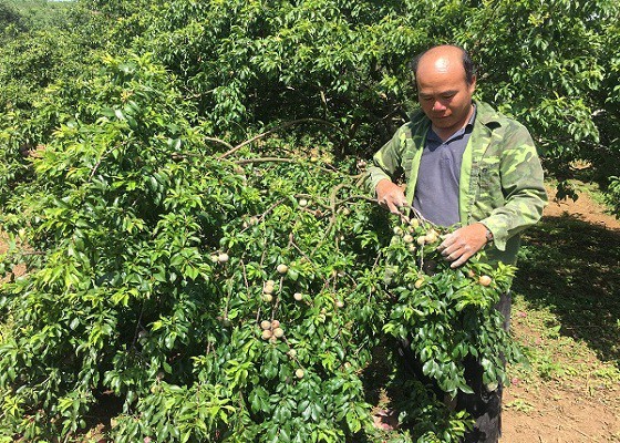 Nhờ cách chăm sóc tốt và bài bản, vườn mận hậu của gia đình ông Vảng cho sai trĩu quả