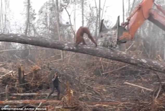 Đười ươi t&igrave;m c&aacute;ch bảo vệ m&ocirc;i trường sống của m&igrave;nh.