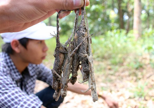 Dân nhậu cho rằng, loại tắc kè này có khả năng giúp tăng sức mạnh chuyện vợ chồng.