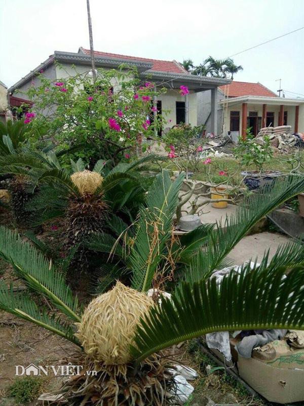 Cô Nguyễn Thị Ngoan cho hay những cây vạn tuế trổ hoa này được trồng cách đây từ hơn 15 năm.