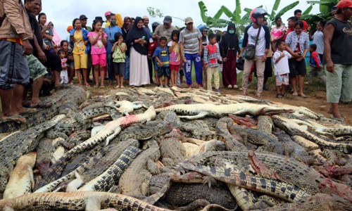 
Cá sấu trong trạng trại chết sau vụ tấn công tập thể của dân làng. Ảnh: Reuters.
