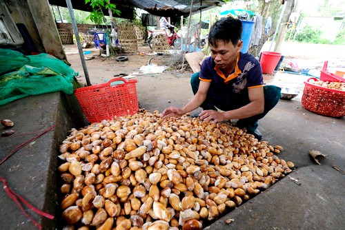 Một cơ sở thu mua hạt sầu riêng tại huyện Di Linh. Ảnh: Hoàng Trường.