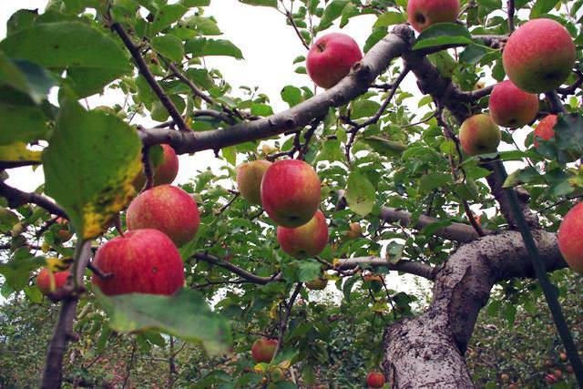 
Những trái táo thần kỳ được trồng theo chế độ chăm sóc đặc biệt tại trang trại của ông Okinori Kimura - một nông dân Nhật Bản nổi tiếng nhờ phương pháp trồng táo không cần phân bón hóa học và thuốc trừ sâu.
