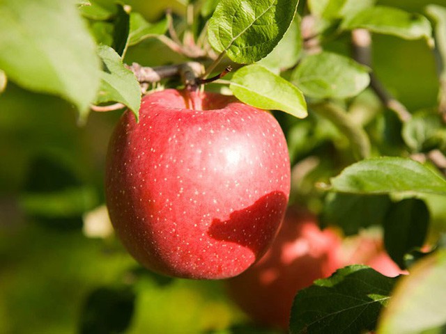 
Để có những trái táo Sekai-ichi thơm ngon nổi tiếng, những nông dân trồng táo của Nhật Bản phải có chế độ chăm sóc hết sức cầu kì, hoàn toàn thủ công. Táo sau khi thu hoạch được rửa sạch bằng mật ong để giữ độ tươi.
