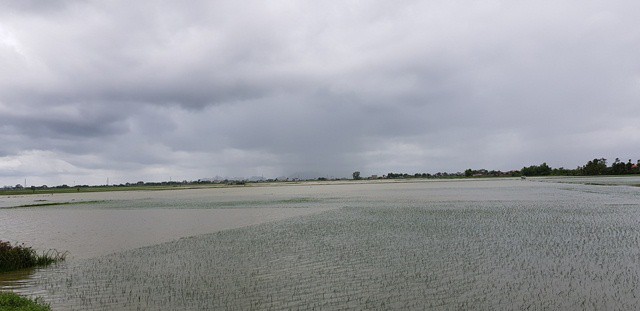 Mưa lớn đã gây ập úng trên diện rộng khiến hàng nghìn ha lúa bị ngập nặng