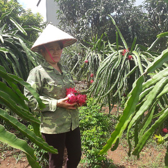 Thanh long nhà chị Thủy luôn đáp ứng được các tiêu chí ngon và sạch