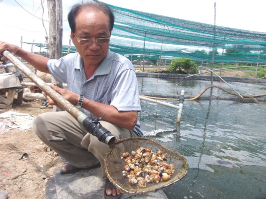 &Ocirc;ng Ba M&atilde;nh kiểm tra ốc hương tăng trưởng tại trại nu&ocirc;i.