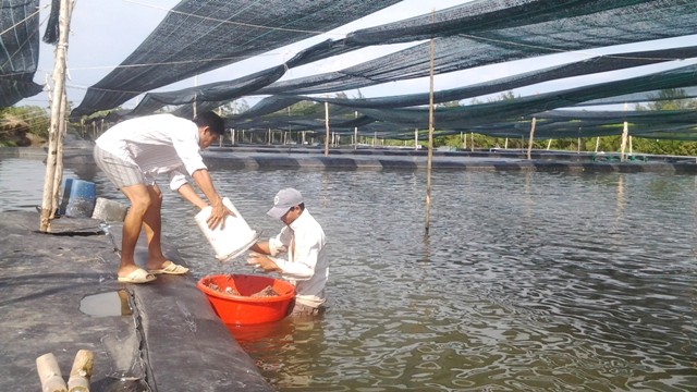 Trong trại nu&ocirc;i ốc hương ở Cần Giờ