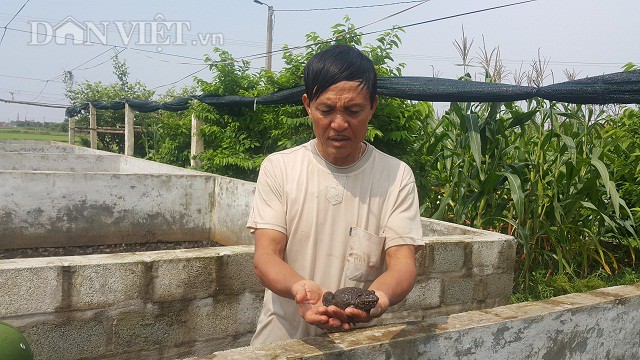 Ông Trần Xuân Quyền đang đi kiểm tra đàn ếch của của gia đình.
