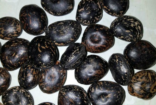 Hạt đậu Lào có vỏ khá cứng và được bán với giá 50.000 đồng một hạt.