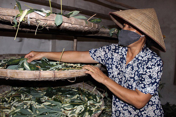 Nhờ nuôi tằm bằng lá sắn, nhiều hộ gia đình ở Đồng Lương, huyện Cẩm Khê đã đổi đời. Ảnh Thu Hường