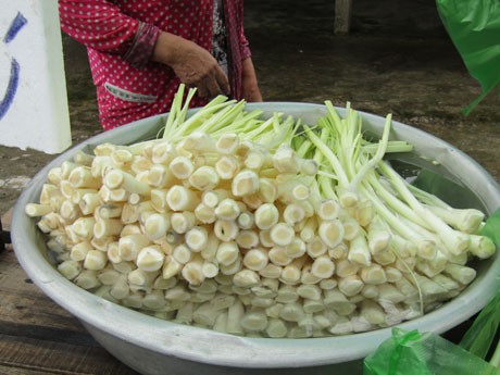Ông Đinh Văn Đông cho biết, các loại rau màu khác có thể có thời điểm dội chợ, nhưng hiếm khi bồn bồn rơi vào cảnh được mùa mất giá hoặc không bán được bởi cung chưa đủ cầu.