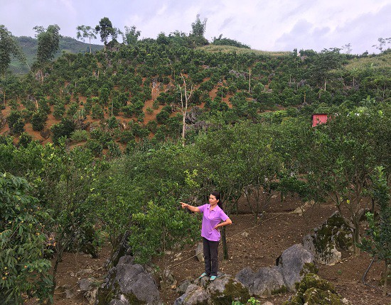 Toàn cảnh 3ha vườn cam vinh của gia đình bà Khánh nhìn từ trên cao