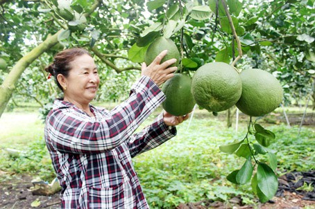 Bà Huỳnh Kiếu trong vườn bưởi da xanh của gia đình mình.