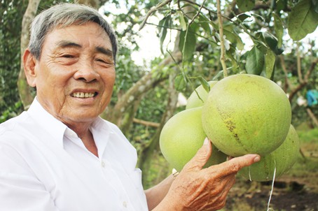 Lão nông U80 Hồ Minh Quang bên 1 chùm bưởi trái đẹp, quả to.
