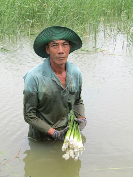 Theo ông Đinh Văn Đông, việc nhổ bồn bồn cũng phải thao tác khéo léo để tránh làm tổn thương đến những cây còn non.