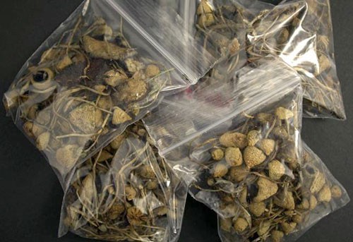
Loại nấm có chứa tiền chất ma túy được đóng túi đưa về Việt Nam.Ảnh: Bảo Ngọc 
