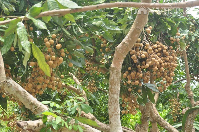 Ngoài trồng cam đường Canh, trang trại của ông Ba còn trồng thêm cây nhãn, mang lại giá trị kinh tế cao.