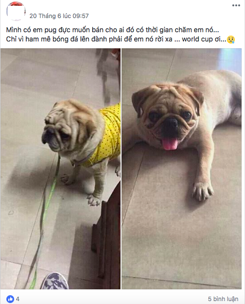 Chó pug hiện được rất nhiều bạn trẻ yêu mến vì khuôn mặt dễ thương, vì thế lượng khách hỏi mua dòng chó này cũng khá nhiều