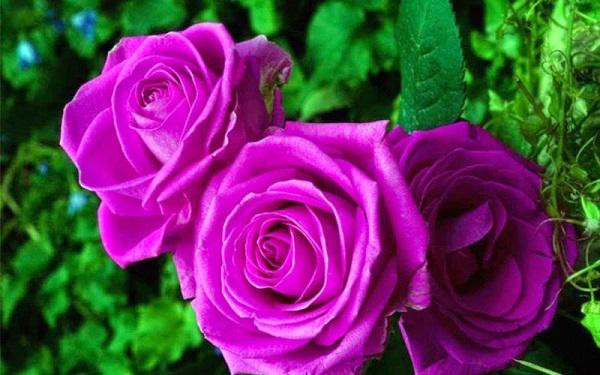 Hoa hồng tím mang đến ý nghĩa vô cùng đặc biệt, là sự trường tồn, vĩnh cửu trong tình yêu.