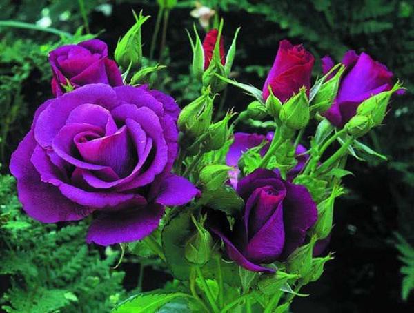 Người ta không chỉ tặng nhau hoa hồng tím mà còn lựa chọn loại hoa này trồng trang trí tại nhà.