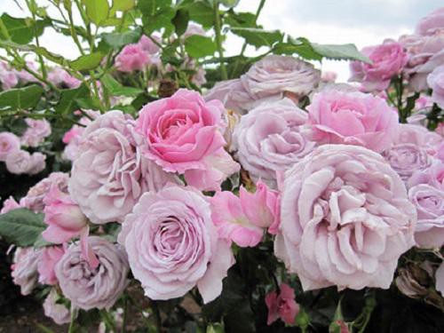 Bật mí cách chăm sóc cây hoa hồng tím quý hiếm chuẩn chỉnh ra hoa đẹp mĩ mãn