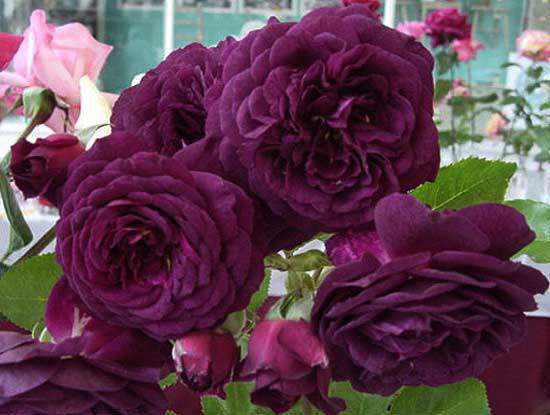 Giống hoa hồng tím này được rất nhiều khách hàng ưa chuộng bởi vẻ đẹp sang trọng, quý phái và ý nghĩa may mắn.