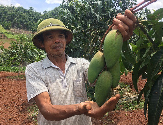 Nhờ áp dụng khoa học kỹ thuật vào trồng xoài, vườn xoài Đài Loan của gia đình ông Tiến đều sai trĩu quả