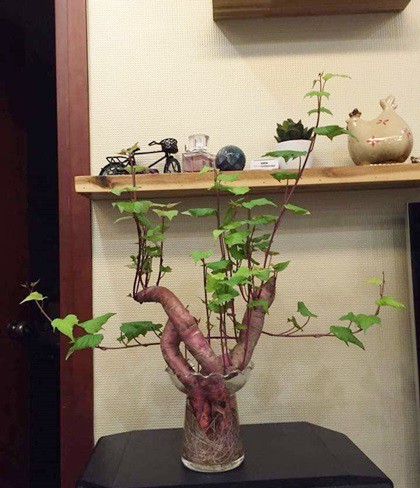 Mọi người đùa nhau đây là thú vui của những ai đam mê bonsai nhưng kinh tế eo hẹp.
