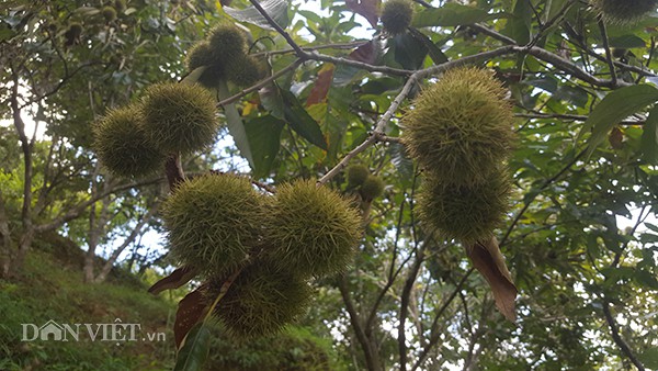 Bên ngoài vỏ là lớp gai chi chít nhọn hoắt đâm ra, nên người nhặt phải dùng kéo tách cẩn thận.