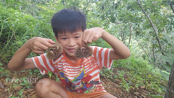 Vào những ngày nghỉ học, các em nhỏ theo người lớn vào vườn  nhặt hạt dẻ thuê. Một cậu bé khoe chiến lợi phẩm của mình.