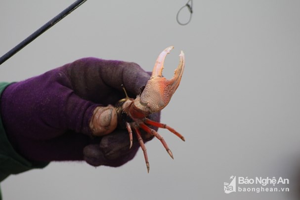 Tr&ocirc;ng đơn giản như vậy th&ocirc;i, nhưng kh&ocirc;ng phải ai cũng l&agrave;m được bởi loại c&aacute;y tương đối kh&oacute; bắt. C&aacute;c cụ xưa c&oacute; c&acirc;u &ldquo;nh&aacute;t như c&aacute;y&rdquo; bởi con c&aacute;y n&ecirc;n cứ hễ thấy động, ch&uacute;ng lại chui nhanh v&agrave;o lỗ. Do vậy, người đi c&acirc;u phải di chuyển thật nhẹ nh&agrave;ng, kh&ocirc;ng để động; khi cần thả xuống, phải biết ngoắc d&acirc;y v&agrave;o bộ phận n&agrave;o của con c&aacute;y mới dễ v&uacute;t l&ecirc;n. Trong ảnh: Một con c&aacute;y đực c&agrave;ng to được thợ săn c&acirc;u l&ecirc;n dưới s&ocirc;ng ngập mặn ở x&atilde; An H&ograve;a, huyện Quỳnh Lưu. Ảnh: Việt H&ugrave;ng.