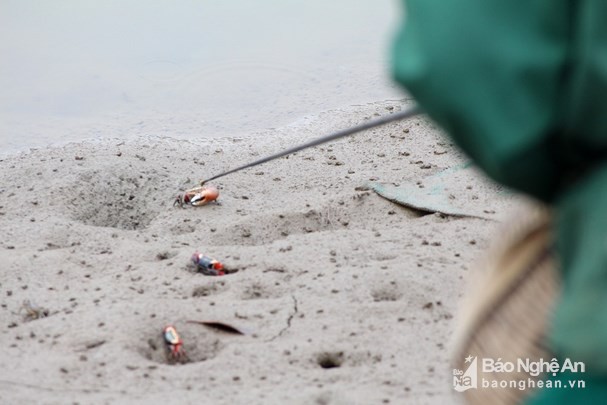 Để săn được c&aacute;y, trước hết người d&acirc;n phải am hiểu địa h&igrave;nh v&agrave; chờ l&uacute;c thủy triều xuống, thường l&agrave; 15 ng&agrave;y trong th&aacute;ng. Ảnh: Việt H&ugrave;ng.