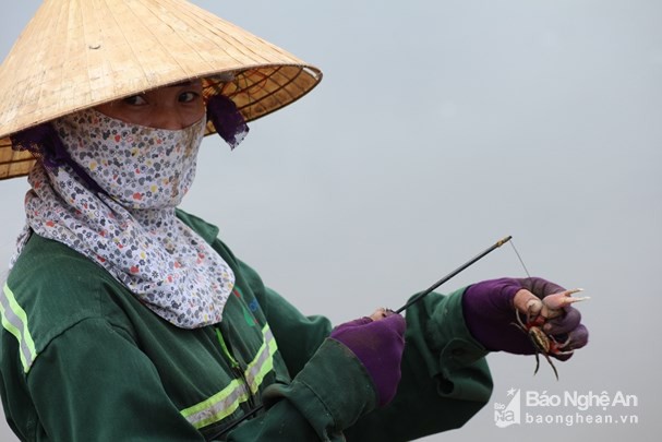 Chị Hồ Thị Mai ở Quỳnh Dị có thâm niên cho biết: “Nghề bắt cáy có từ thời ông cha và được giữ gìn cho đến ngày nay. Để săn được cáy, mỗi người phải có một chiếc cần câu được làm bằng cây hóp tre dài khoảng 3 mét và 1 đoạn dây móc được quấn vào đầu cần. Khi phát hiện con mồi, người săn chỉ việc ngoắc dây vào càng con cáy rồi vút lên. Ảnh: Việt Hùng.