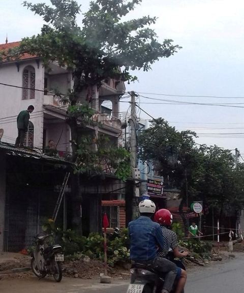 Người dân chặt tỉa cây trước giờ bão đổ bộ