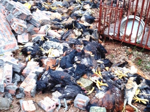 Hơn 3.000 con gà của một hộ gia đình ở xã Bắc An bị chết do lốc xoáy đánh sập trang trại. Ảnh: Thành Long