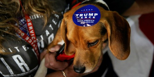 Một con chó được dán tem ủng hộ ông Donald Trump trong chiến dịch tranh cử tổng thống. Ảnh: Reuters