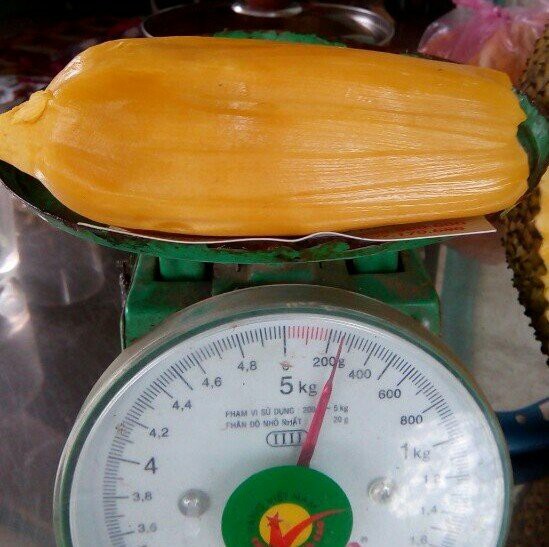 Múi mít nghệ khủng nặng 200gr (2 lạng), bóc ra từ 1 trái mít nghệ khủng trong vườn nhà ông Sơn.