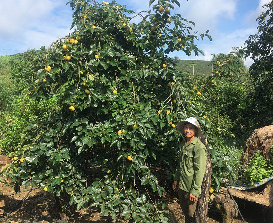 Nhờ cách chăm sóc tốt, vườn hồng của gia đình ông Quyết cho quả xum xuê.  Theo ông Quyết, trồng hồng giòn là mô hình làm giàu ở nông thôn.