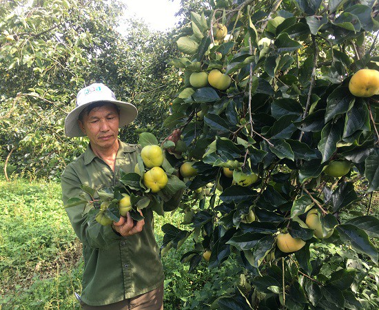 Từ khi chuyển sang trồng hồng giòn, đời sống kinh tế của gia đình ông Quyết đã có của ăn của để.